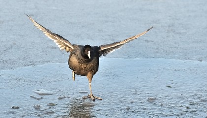 Blässhuhn