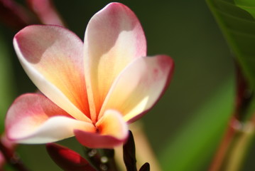 Fototapeta premium Fransipani Blüte