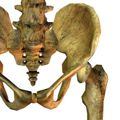 Detail Beckenknochen links