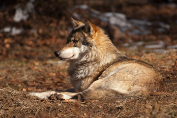 Wolf, Canis lupus