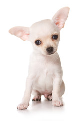 Chihuahua puppy on white background
