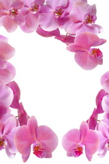 Fototapeta na wymiar Pink orchid love frame