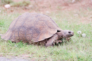 Schildkröte in Südafrika