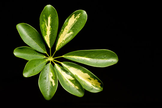 Schefflera_001