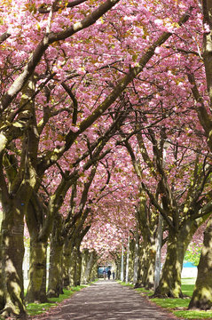 Blossom Avenue, Edinburgh