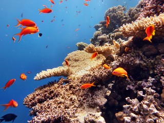 Obraz premium Morze Czerwone