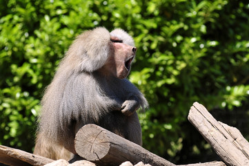 Babouin hamadryas baillant sur des rondins de bois