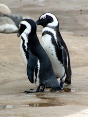 Fototapeta premium Pinguin Paar
