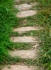 path  and green grass