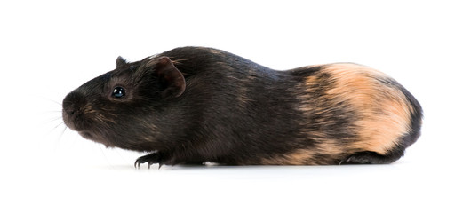 brown cavy on white background