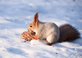 Squirrel with a cedar cone