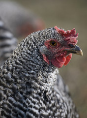 Chicken with attitude