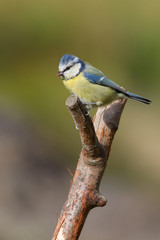 Blue Tit