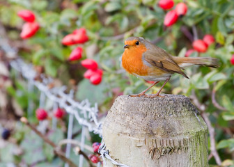 Robin