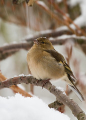 Chaffinch