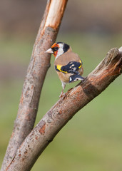 Goldfinch