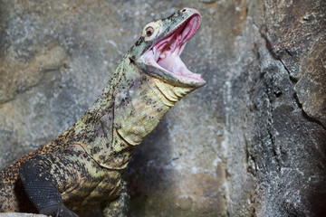 Reptile
