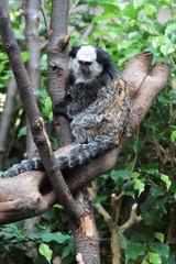 Geoffroy's Marmoset