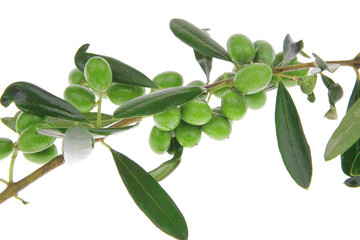 green olives