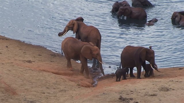 Elefantenherde am Wasserloch