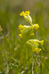 Fototapeta premium Primula veris