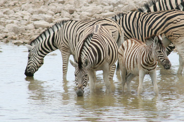 Obraz na płótnie Canvas Zebry przy wodopoju pitnej