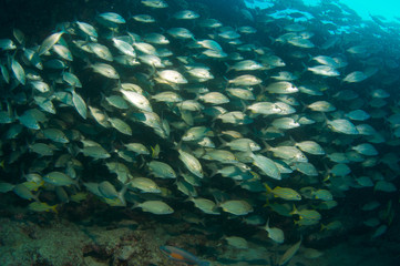 Fish Aggregation, picture taken in Palm Beach County Florida