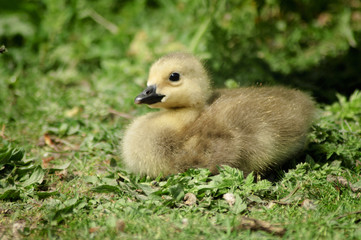 Canada Goose gosling on grass