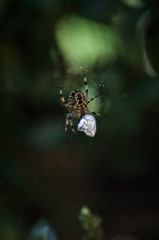 Garden Spider on web with prey