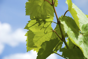 Junger Weinspross - Young wine sprout