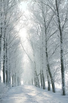 Fototapeta Winter rural road between the trees covered with frost
