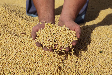 Harvest of soy, farmers hands and soybean