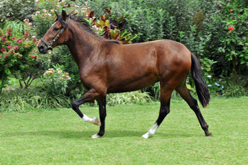 Peruvian horse 