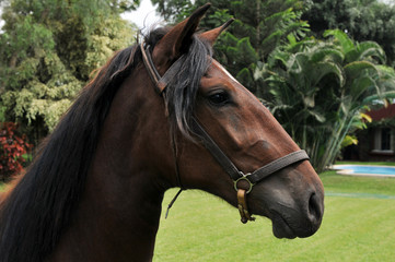 Obraz premium Portrait of Peruvian Horse 