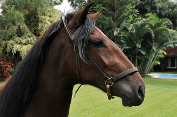 Portrait of Peruvian Horse "Caballo de Paso"