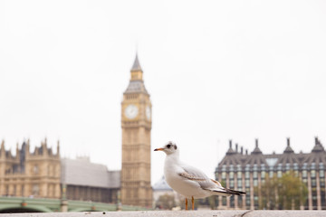 Naklejka premium Seagull's perspective view of a Big Ben