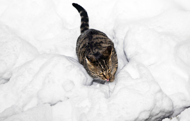 cute cat  has fun in the snow