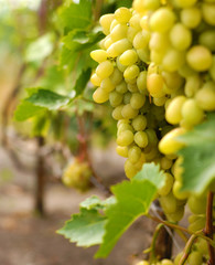 Grapes