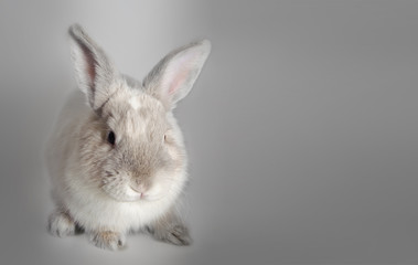 Coniglio nano bianco