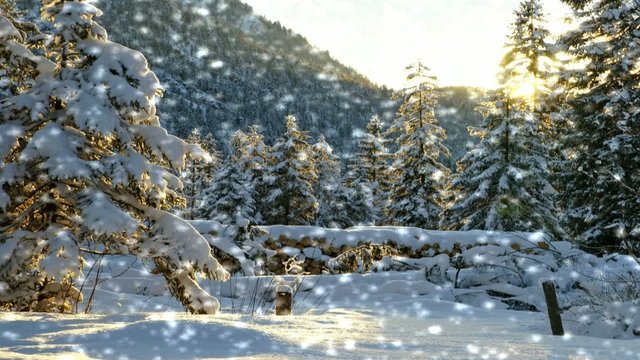 Sch&ouml;ne Winterlandschaft im Schnee - Video