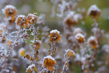 Vertrocknete Blumen im Winter mit Schnee 3