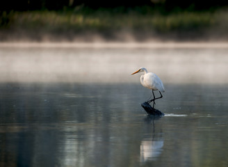 Heron reflected in the James river while fishing.