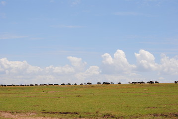 Fototapeta na wymiar Migración: del Serengeti al Masai Mara