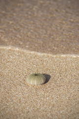 Seeigel am Strand