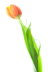 multicolored tulips isolated on white