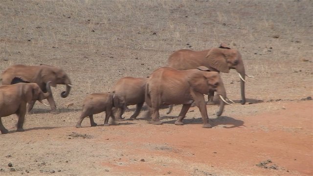 Elefantenherde streift durch die Steppe