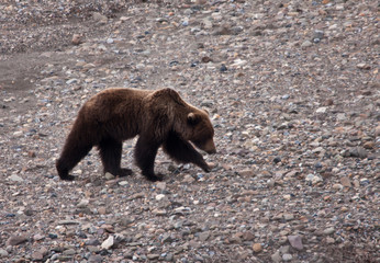 Grizzly Bear in Spring