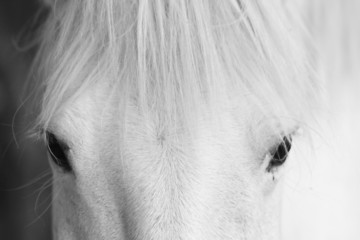 Czarno-biały portret artystyczny białego konia - 28508933