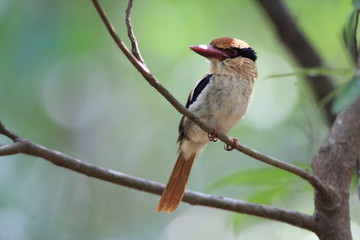 外国のカワセミ