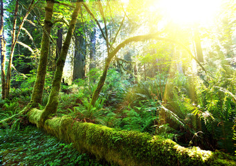 Obraz premium Rain forest